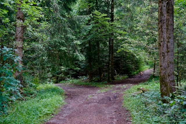 trail a trail with two paths